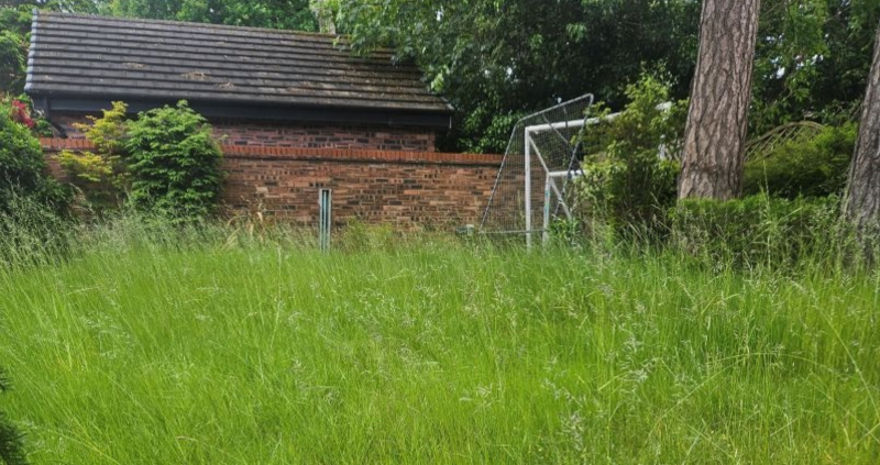 Photo of Grace Watson's garden after taking part in No Mow May 2024