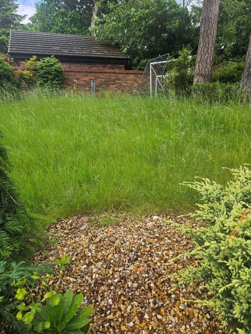 Grace Watson's garden after taking part in No Mow May 2024